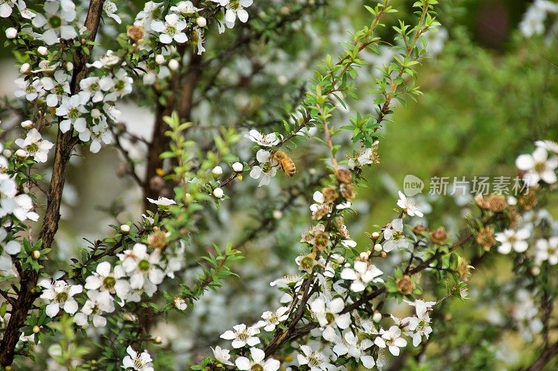 麦卢卡蜜蜂(Leptospermum scoparium)